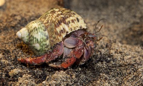 Live Hermit Crabs .